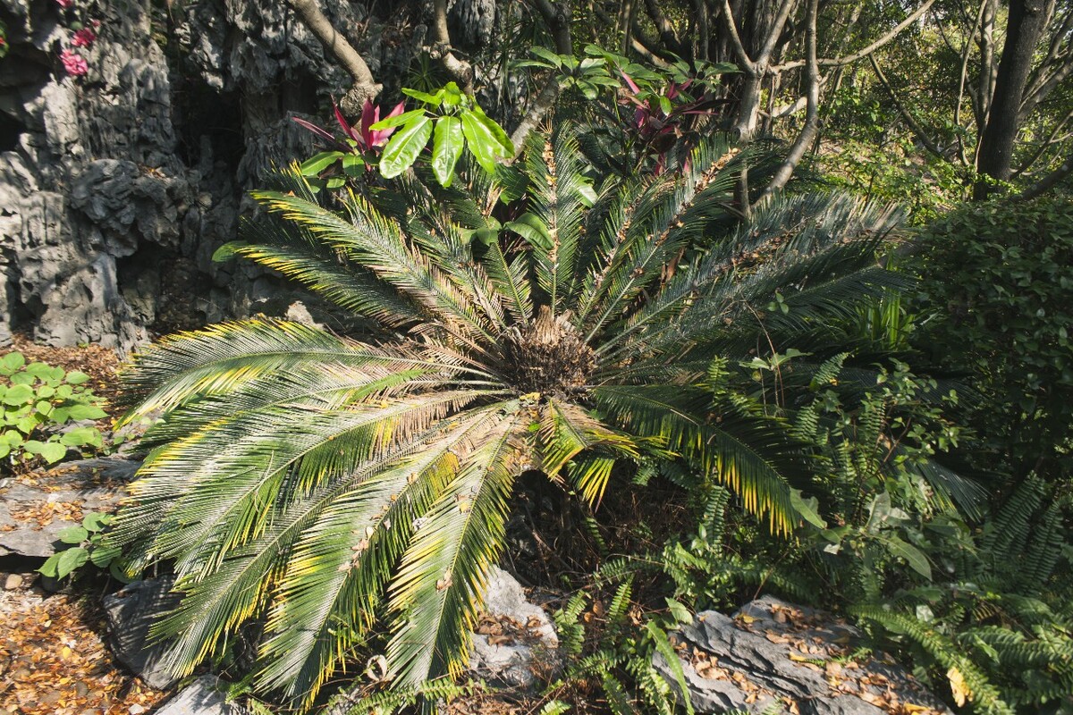 广东深圳植物世界的多样性与繁荣