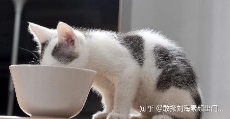 猫咪肾病成因深度解析